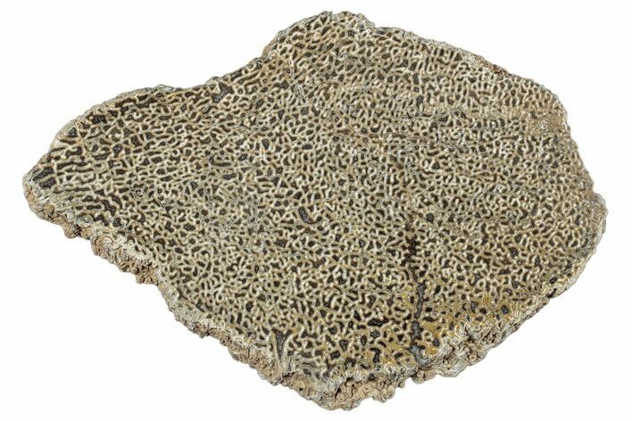 Polished Dinosaur Bone (Gembone) Slab - Morocco #290291